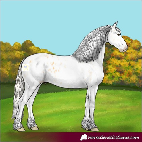 Horse Color:White Spotted Palomino Splash Appaloosa 