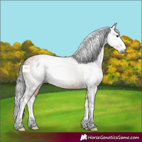 Horse Color:Gray Bay Dun Splash 