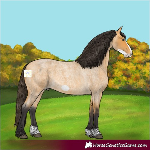 Horse Color:Buckskin Roan Frame 