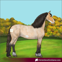 Horse Color:Buckskin Roan Frame 
