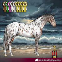 Horse Color:Gray Silver Brown Dun Sabino  and White Spotted Liver Chestnut Appaloosa 