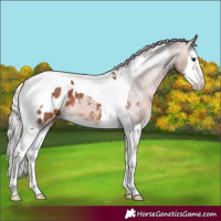 Horse Color:Silver Bay Splash Tobiano Appaloosa 