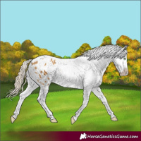 Horse Color:Palomino Tobiano Blanket Rabicano