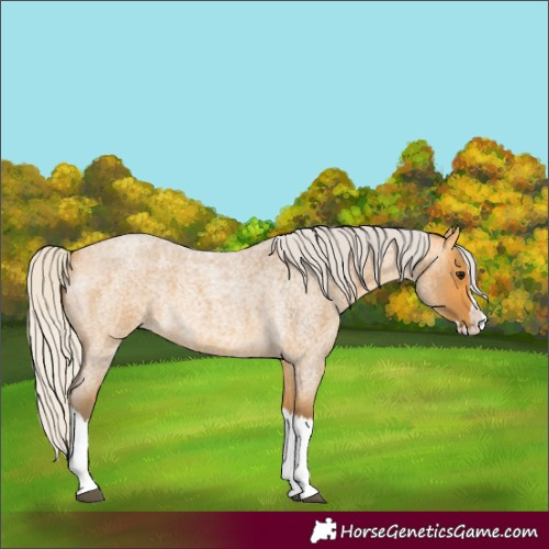 Horse Color:Silver Buckskin Roan Splash 