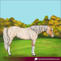 Horse Color:Silver Buckskin Roan Splash 
