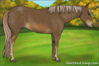 Horse Color:Chocolate Palomino 