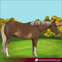 Horse Color:Chocolate Palomino 