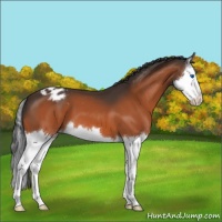 Horse Color:Bay Splash Appaloosa 