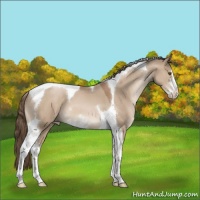 Horse Color:Grullo Pearl Sabino Tobiano 