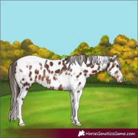 Horse Color:Liver Chestnut Tobiano Appaloosa Rabicano