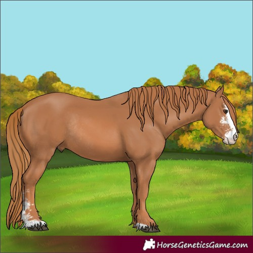 Horse Color:Chestnut Sabino Rabicano 