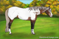 Horse Color:Gray Silver Bay Splash Appaloosa 