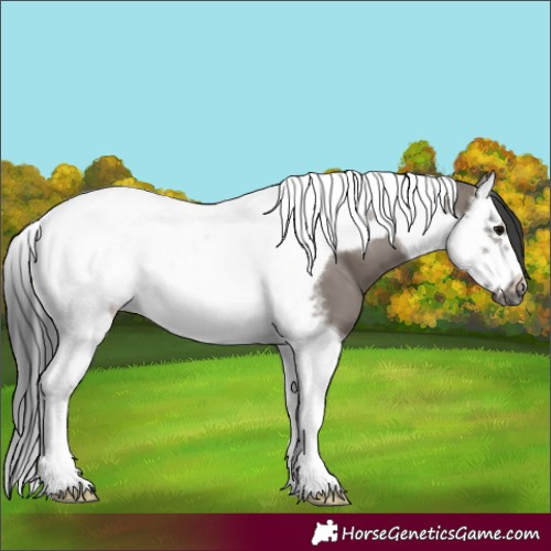 Horse Color:Grullo Splash Tobiano Frame 