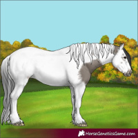 Horse Color:Grullo Splash Tobiano Frame 