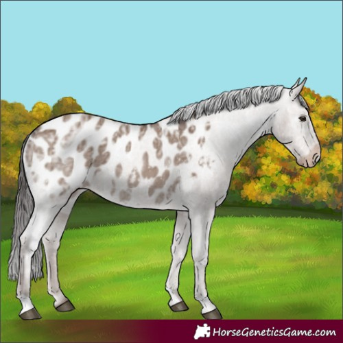 Horse Color:Liver Red Dun Ice Appaloosa 