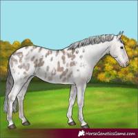 Horse Color:Liver Red Dun Ice Appaloosa