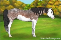 Horse Color:Bay Ice Splash 