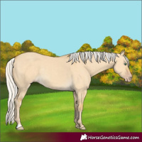 Horse Color:Silver Classic Cream Champagne Dun Rabicano 