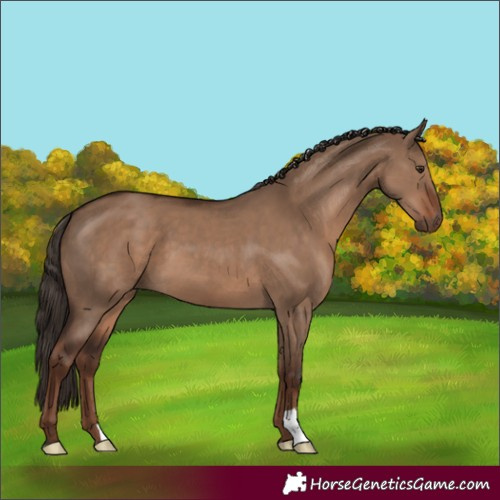 Horse Color:Liver Red Dun 