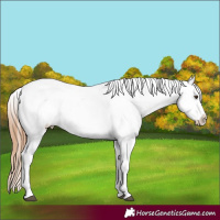 Horse Color:Chestnut Appaloosa 
