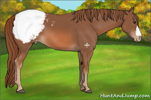 Horse Color:Chestnut Appaloosa 