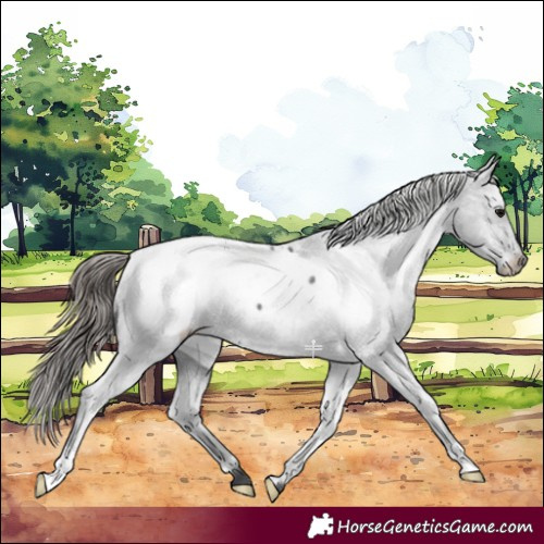 Horse Color:Blue Roan Near Fewspot