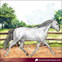 Horse Color:Blue Roan Near Fewspot 
