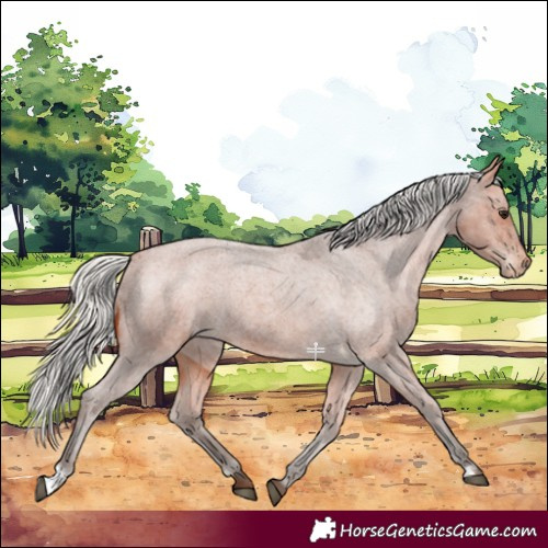 Horse Color:Silver Bay Roan Varnish