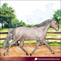 Horse Color:Silver Bay Roan Varnish 