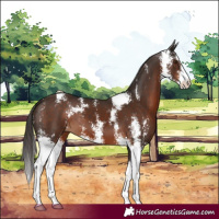 Horse Color:Liver Chestnut Sabino 