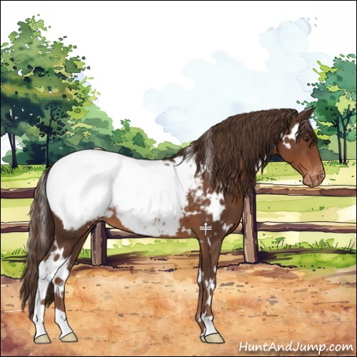 Horse Color:White Spotted Liver Chestnut Appaloosa 