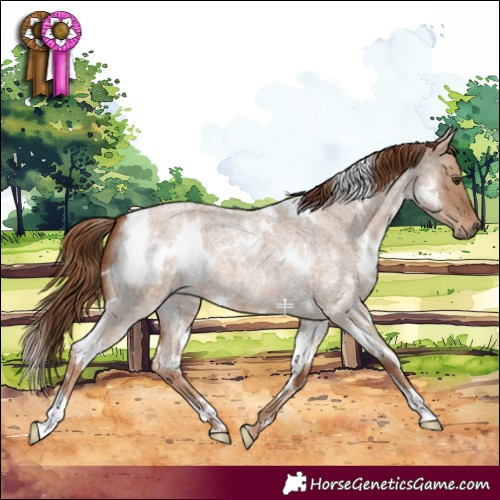 Horse Color:White Spotted Red Dun Roan 