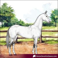 Horse Color:Gray Brown Dun Sabino Near Leopard 