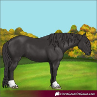 Horse Color:Smoky Black