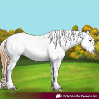 Horse Color:White Spotted Red Dun Ice Tobiano Appaloosa 