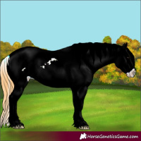 Horse Color:Smoky Grullo Ice Appaloosa 