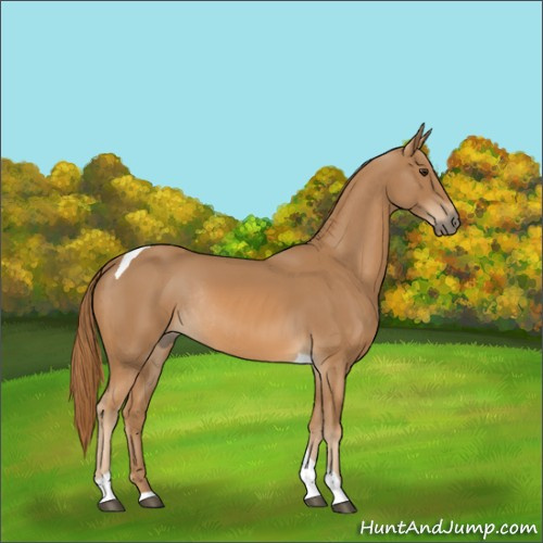 Horse Color:Chestnut Tobiano Rabicano