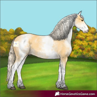 Horse Color:White Spotted Palomino Dun