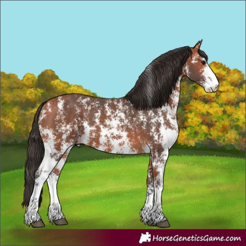 Horse Color:Bay Sabino