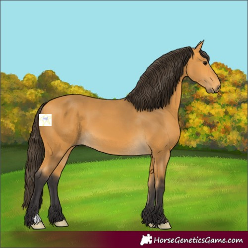 Horse Color:Buckskin 
