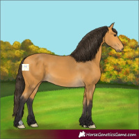Horse Color:Buckskin 