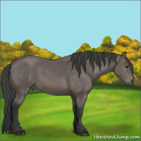 Horse Color:Black 