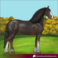 Horse Color:Liver Chestnut Sabino