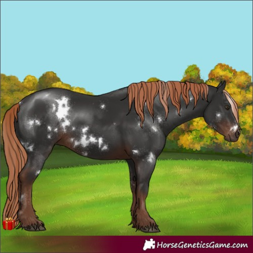 Horse Color:White Spotted Liver Chestnut 