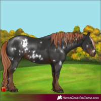 Horse Color:White Spotted Liver Chestnut 