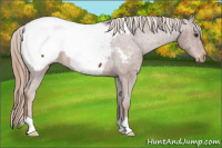 Horse Color:Chestnut Appaloosa 