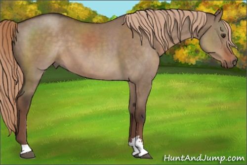 Horse Color:Liver Red Dun Sabino 