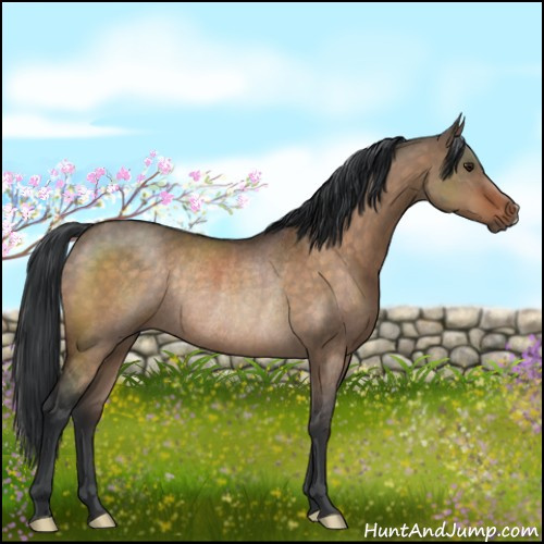 Horse Color:Brown Dun Rabicano 