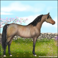 Horse Color:Brown Dun Rabicano 