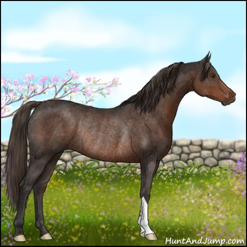 Horse Color:Liver Chestnut Rabicano 